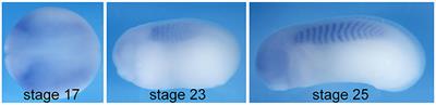 Cdc42 Effector Protein 3 Interacts With Cdc42 in Regulating Xenopus Somite Segmentation